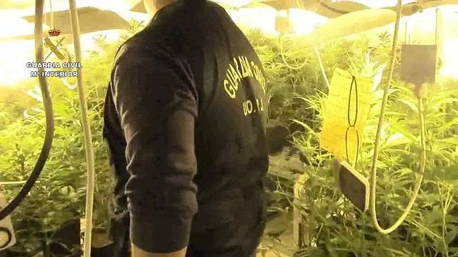 Cae una organización criminal dedicada al cultivo intensivo de marihuana en Málaga