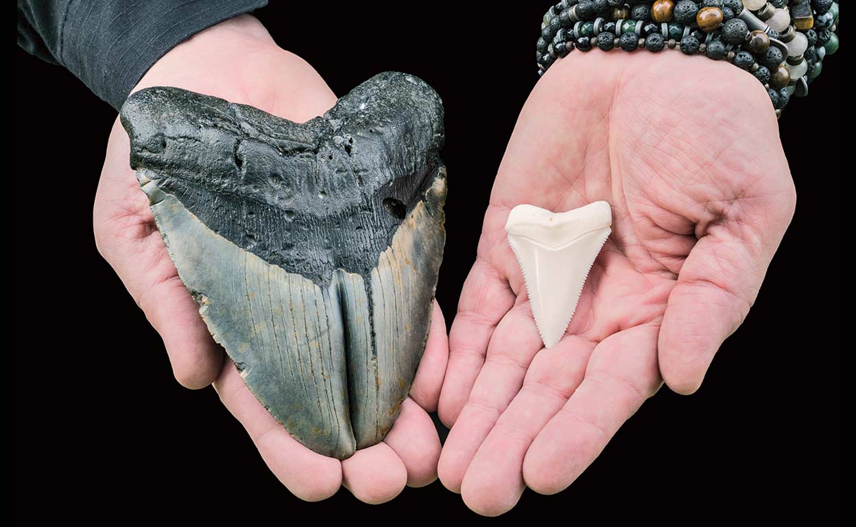 Dientes de megalodon